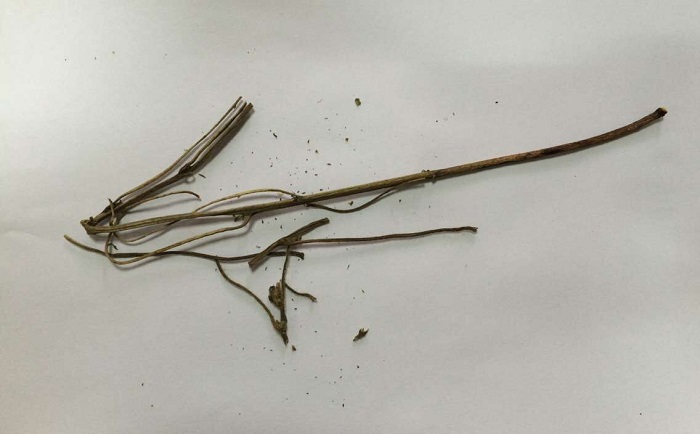 棉花茎大香蕉色视频前